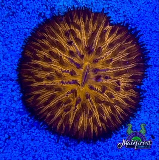 Purple & Orange Plate