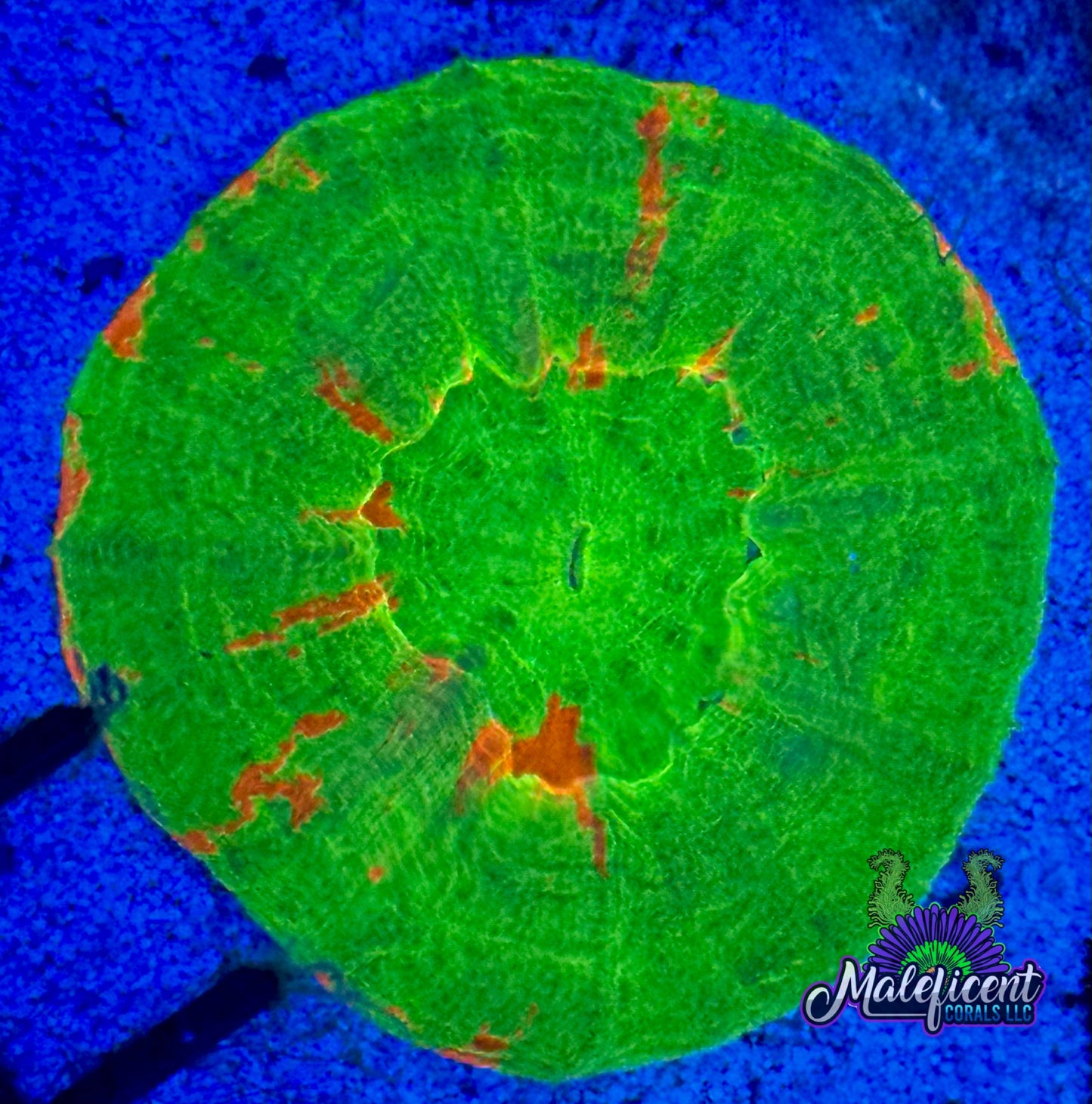 Green Bleeding Scoly