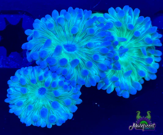 Green Duncan