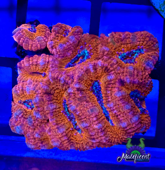 Red Pink and Teal Acan