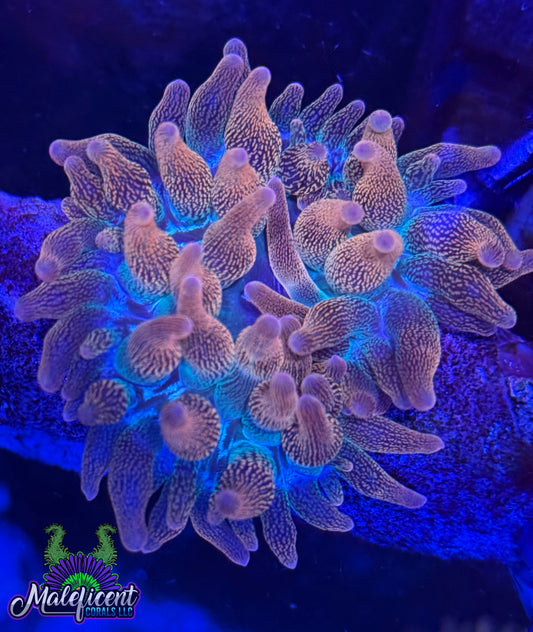 Rainbow Bubble Tip
