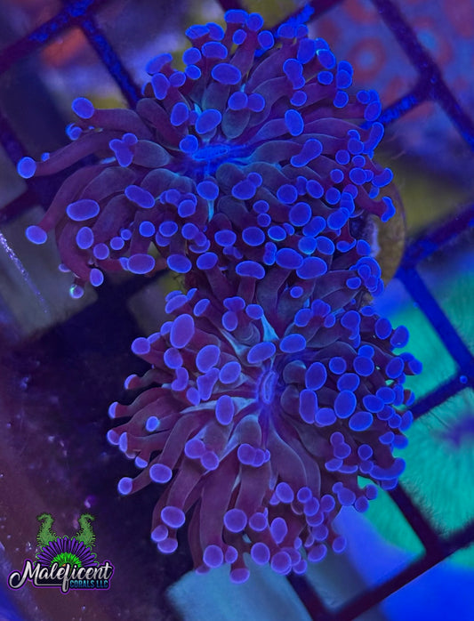 Purple on Purple Frammer