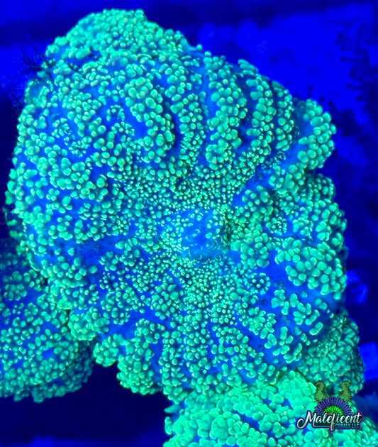Neon Green RHodactis