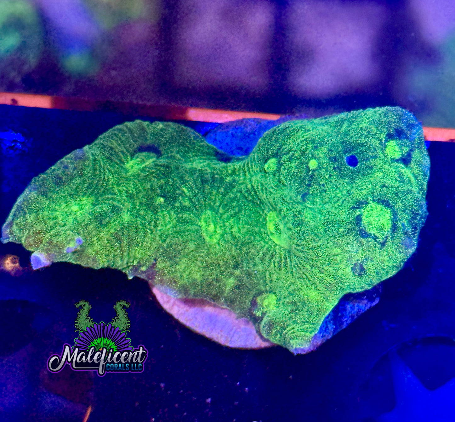 Lemon Lime Favia