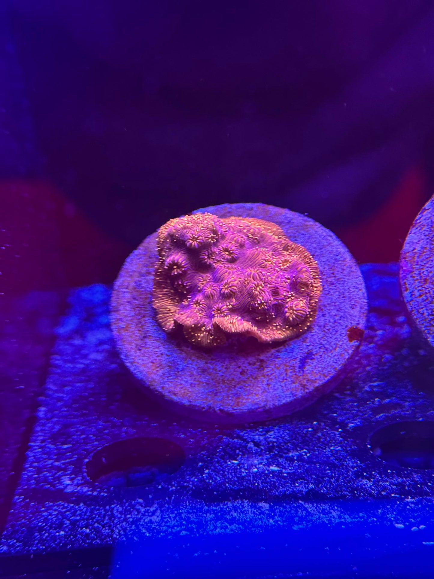 Orange & Purple Pavona