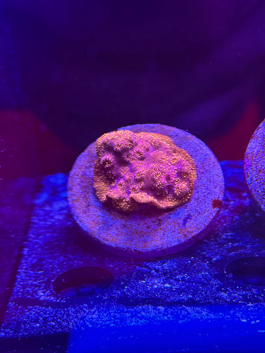 Orange & Purple Pavona