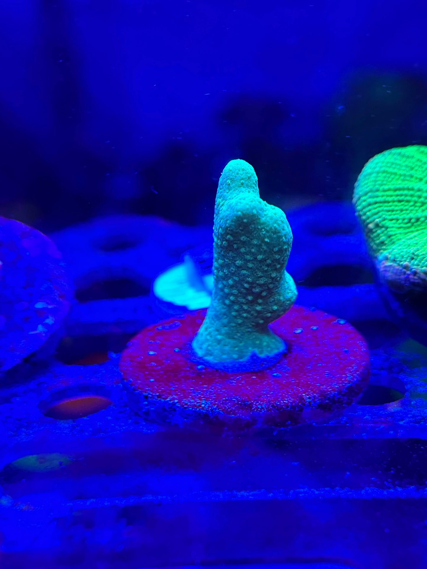 Ultra Green Porites