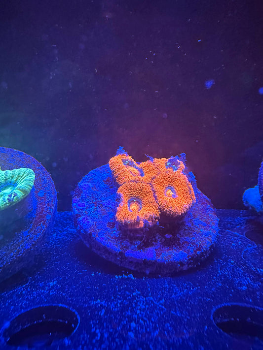 Orange & Green Acans