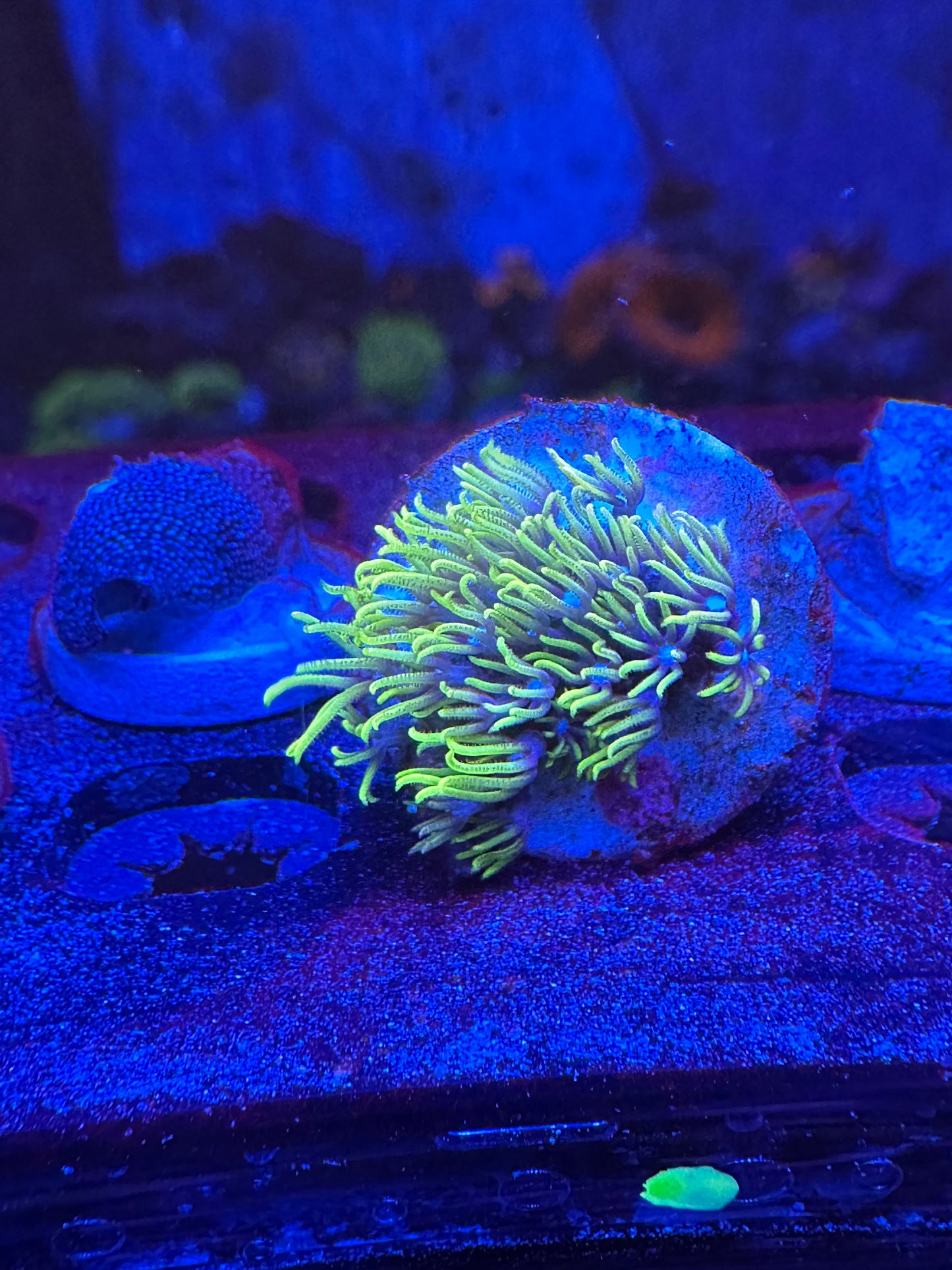 Green Star Polyps