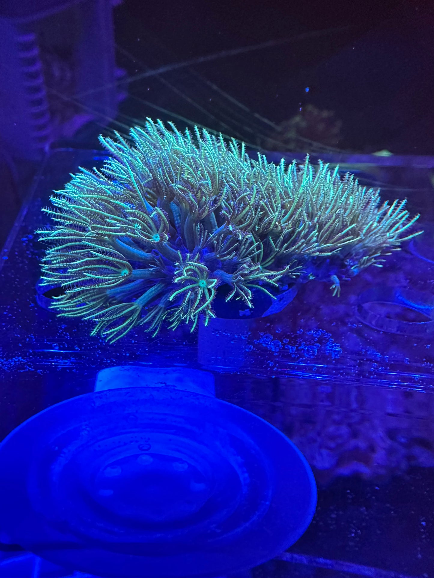 Green Star Polyps