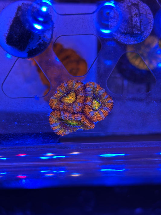 Ultra Rainbow Acans