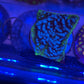 Blue Frankenstein Lepto