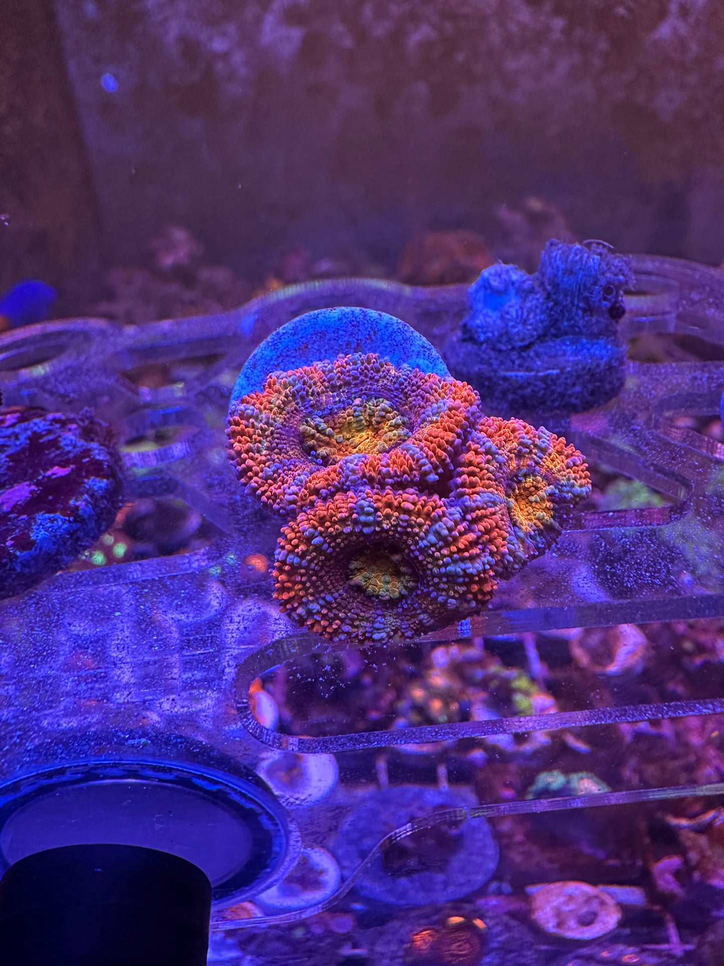 Ultra Rainbow Acans