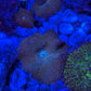 Gold & teal Mushroom
