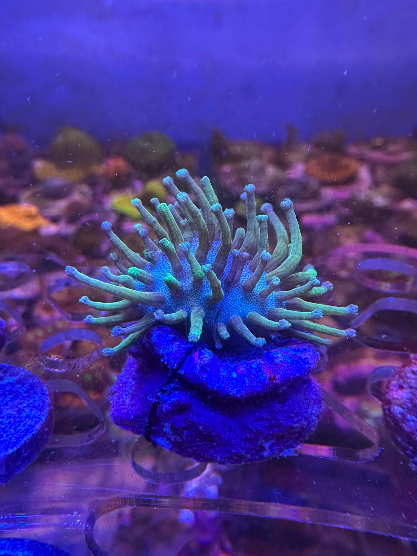 Long Tentacle Fiji Green Toadstool