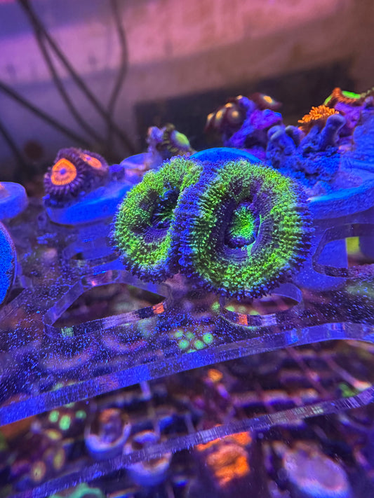 Purple, Green, & Pink Acan