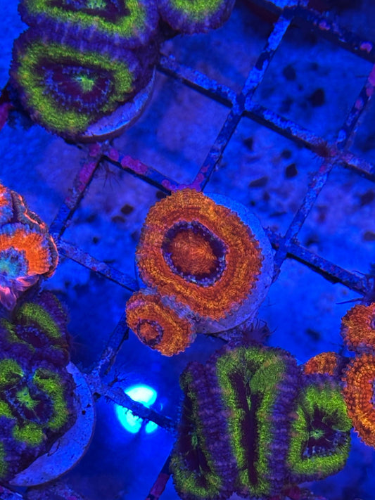 Red & Orange Lord Acan