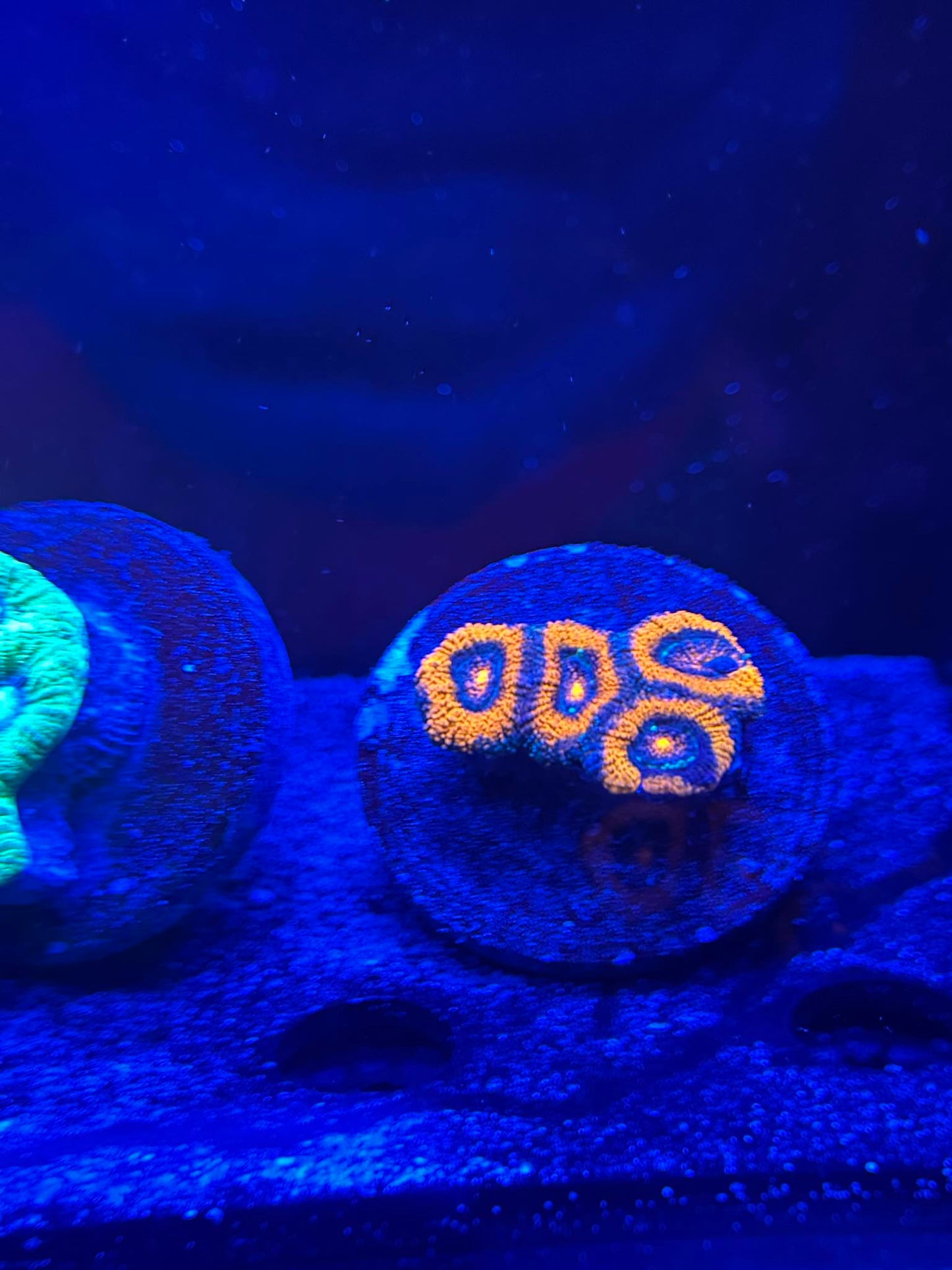 Orange & Green Acans