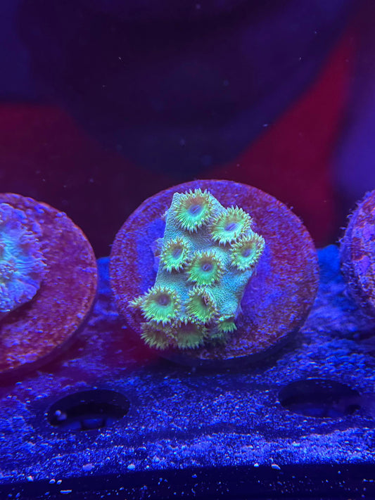 Neon Turbinaria