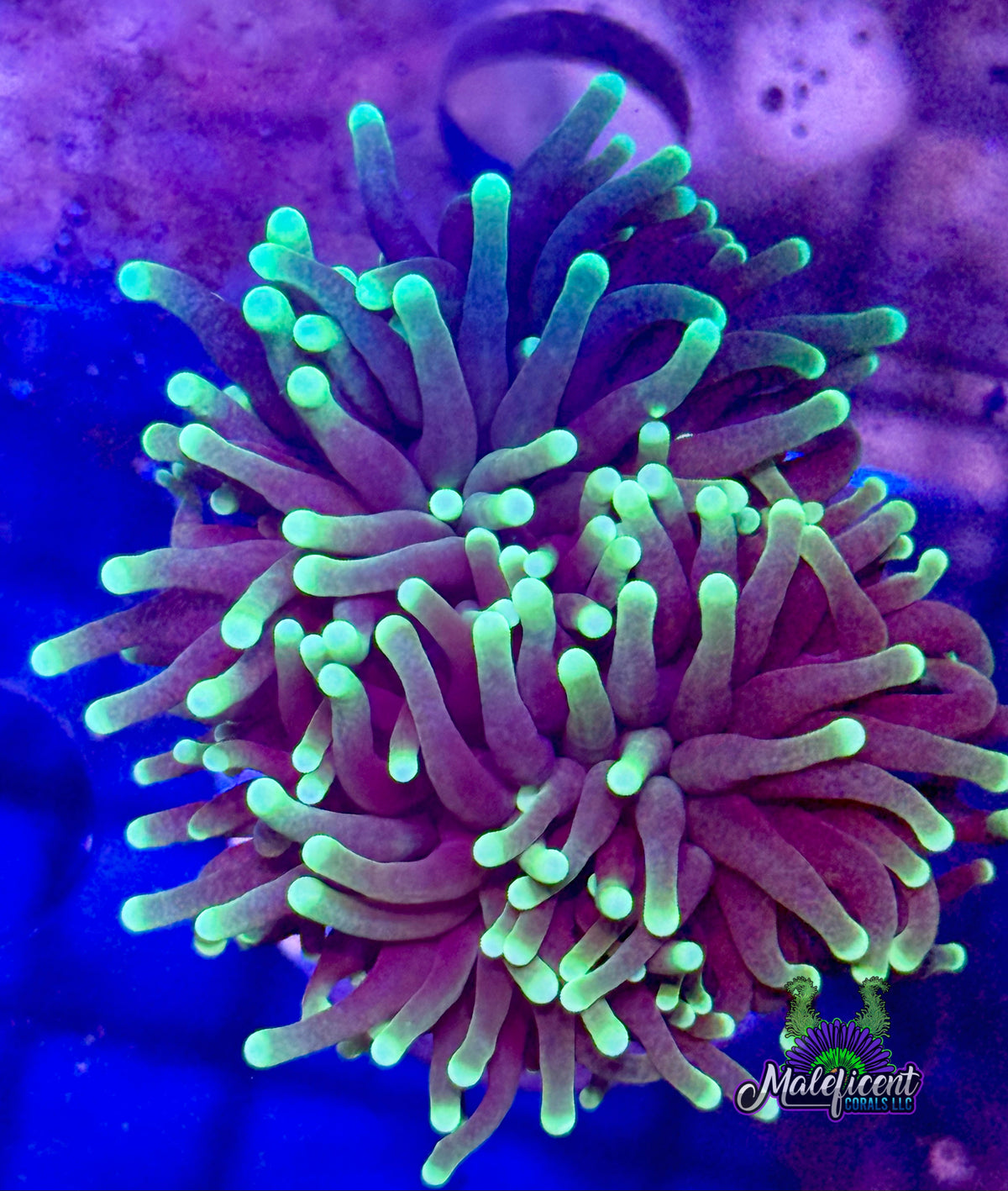 Black Light Torch