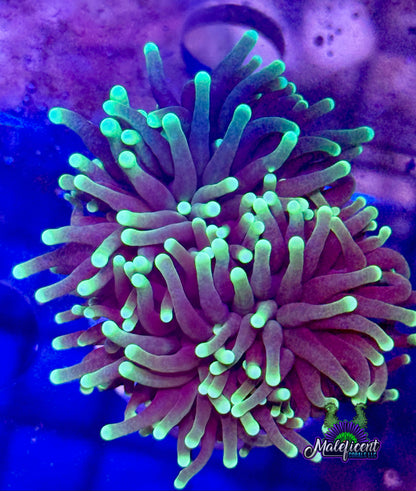 Black Light Torch