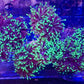 Black Light Torch