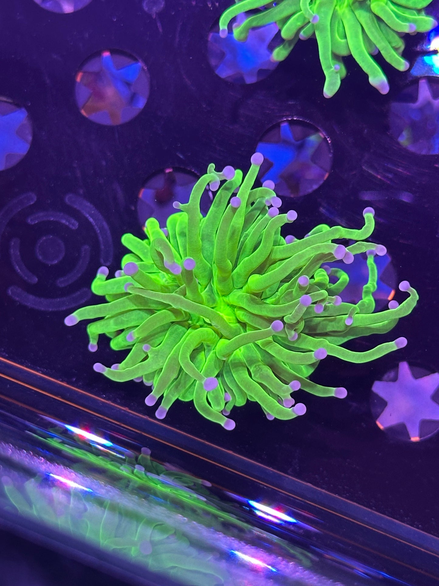 Blue Tip Neon Torch