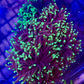 Black Light Torch