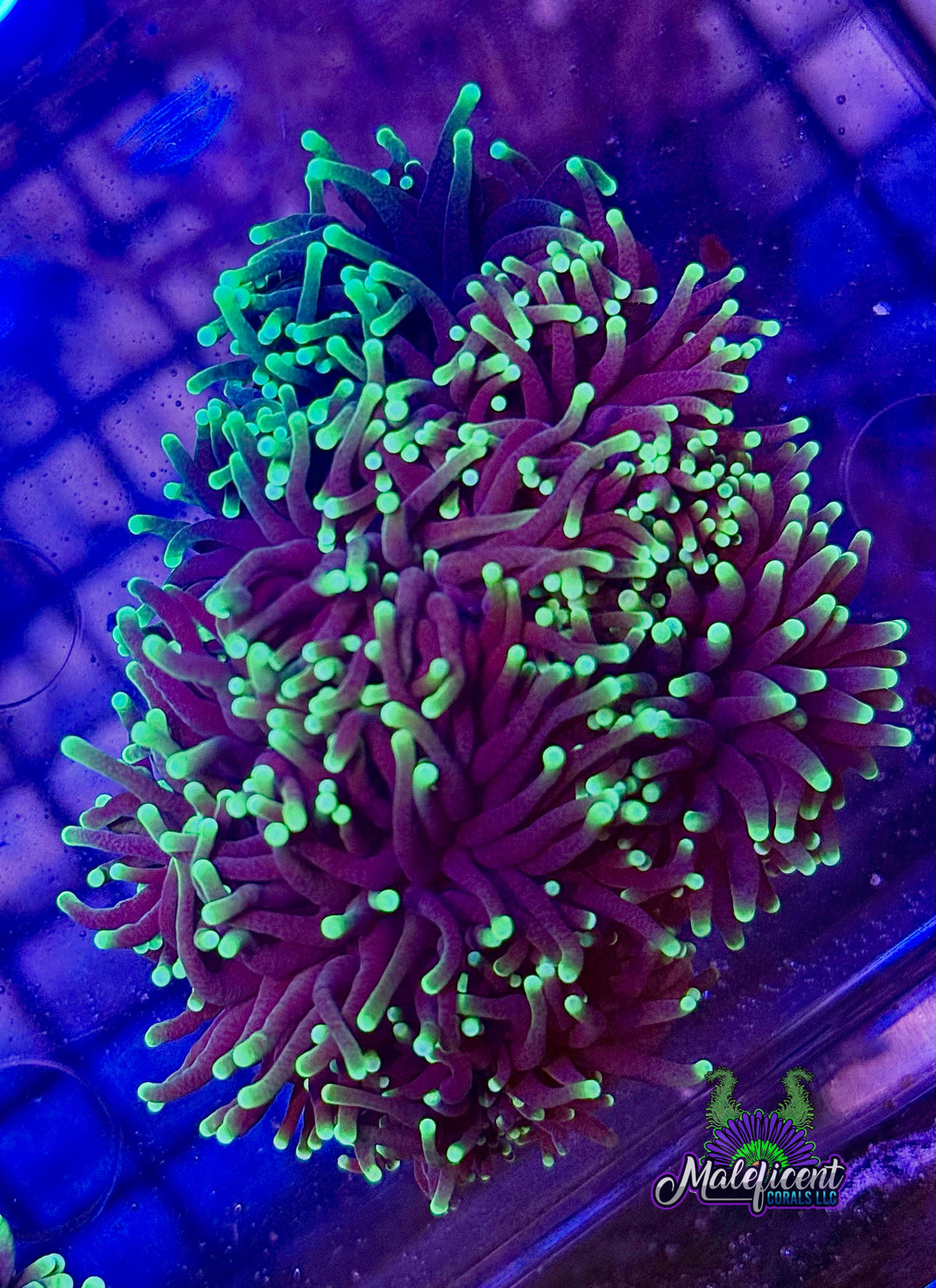 Black Light Torch