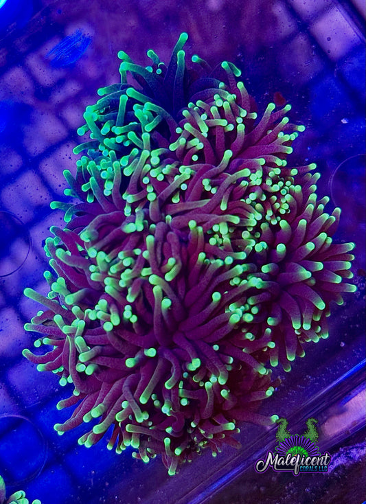 Black Light Torch