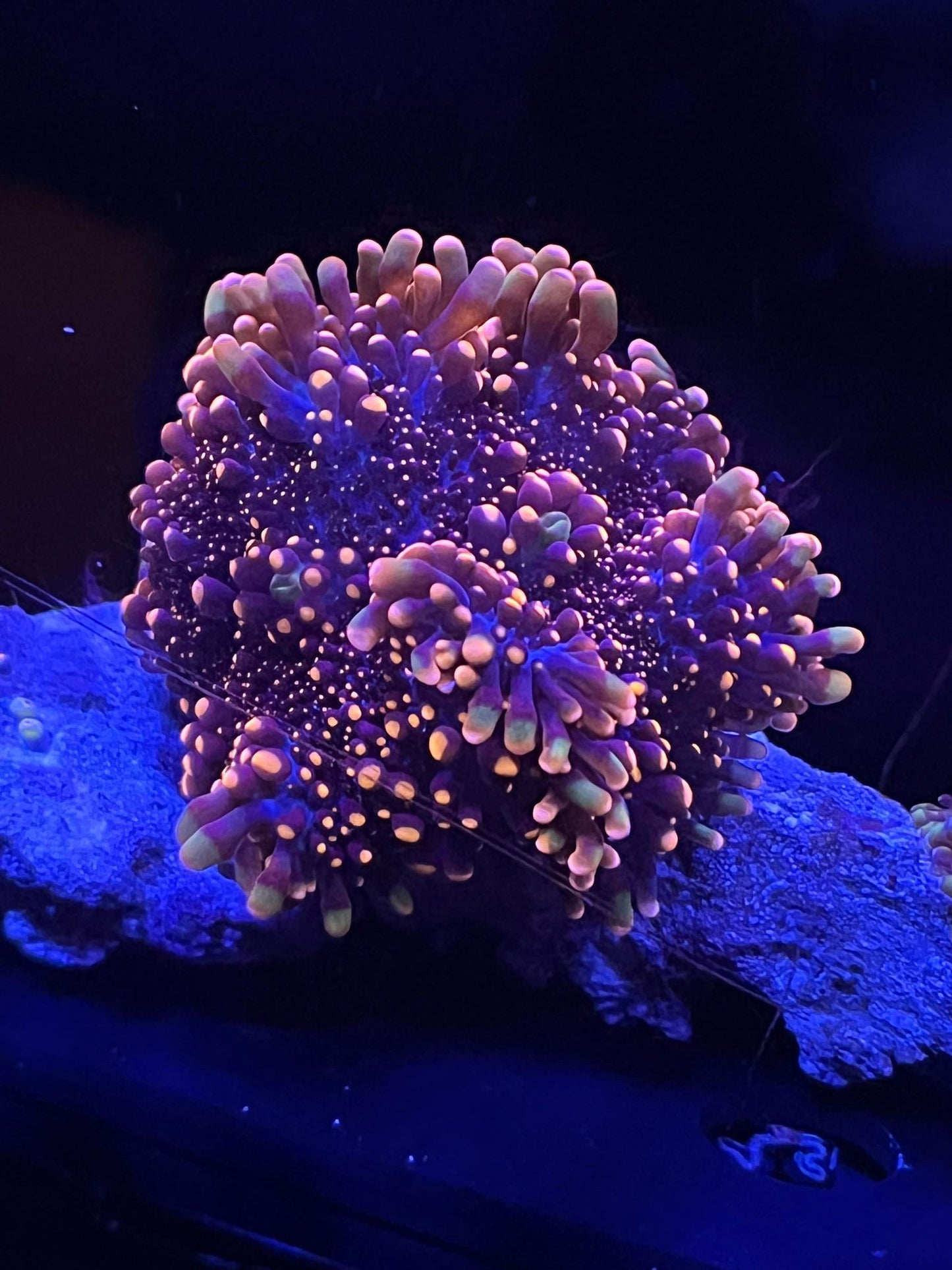 King Kong Bounce Yuma Mushroom – Maleficent Corals