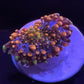 King Kong Yuma Mushroom