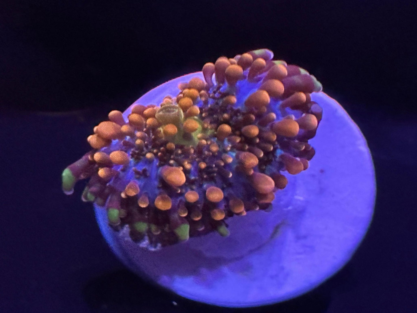 King Kong Yuma Mushroom