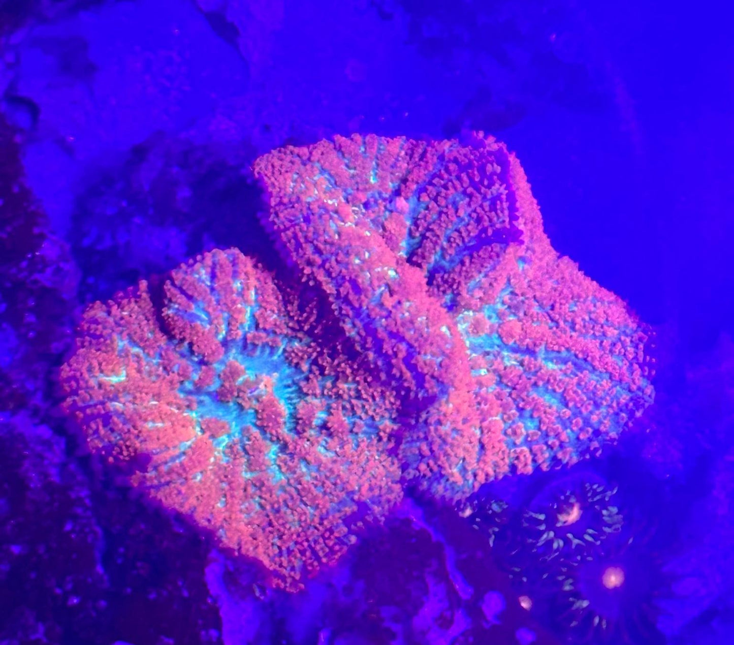 Superman Mushroom
